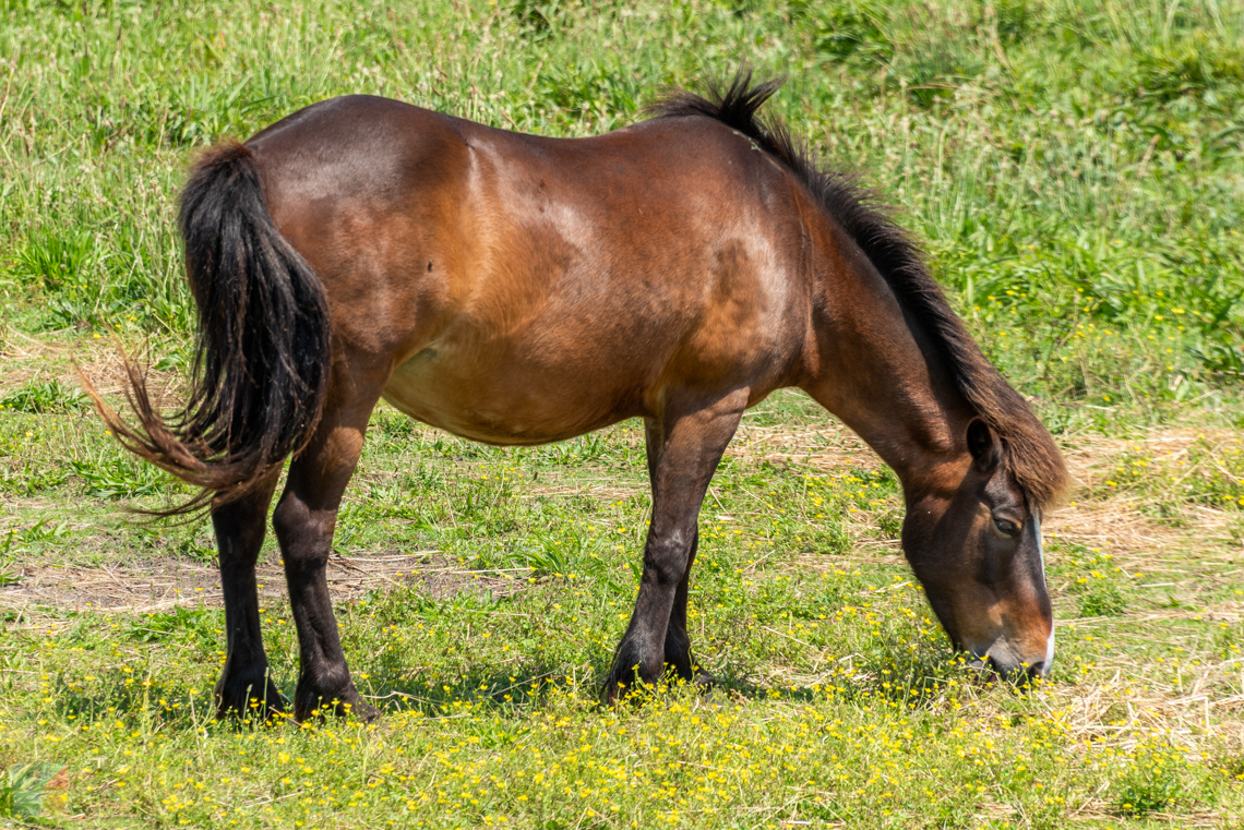 Ocracoke's Banker Ponies