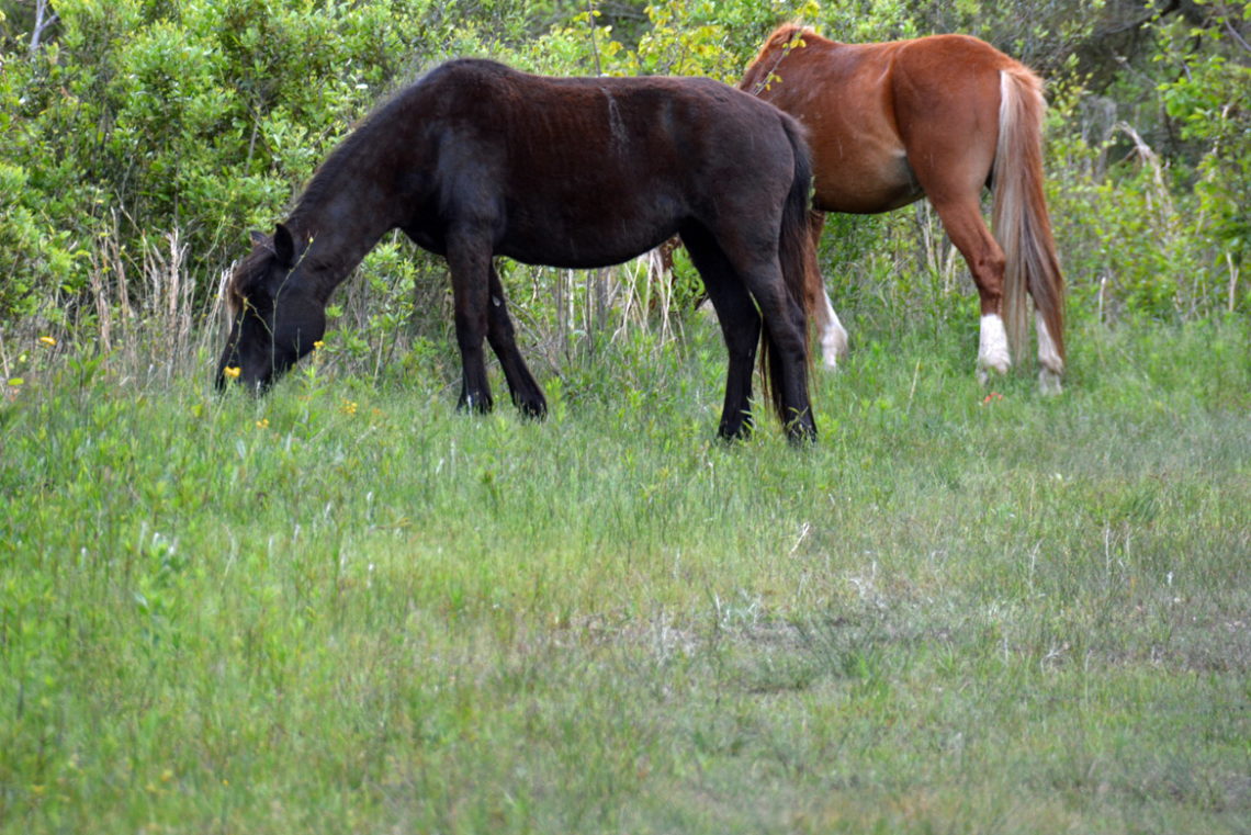 Ocracoke's Banker Ponies