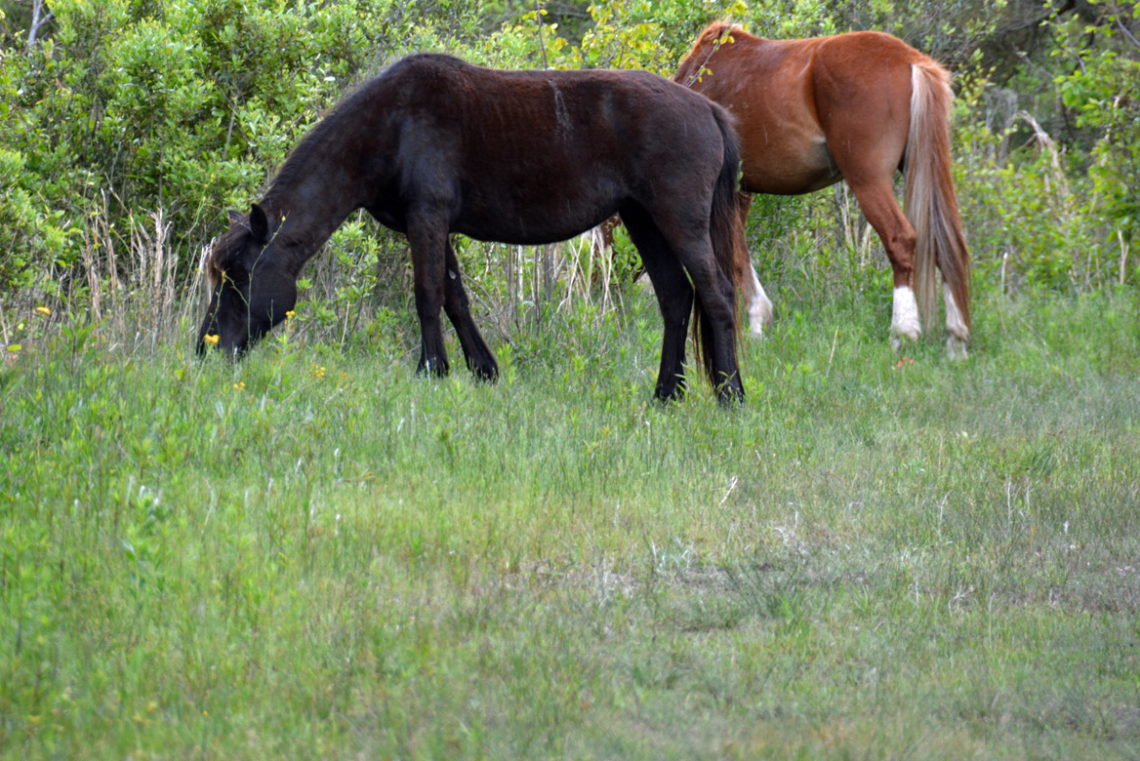 Ocracoke's Banker Ponies - Ocracoke-NC.com