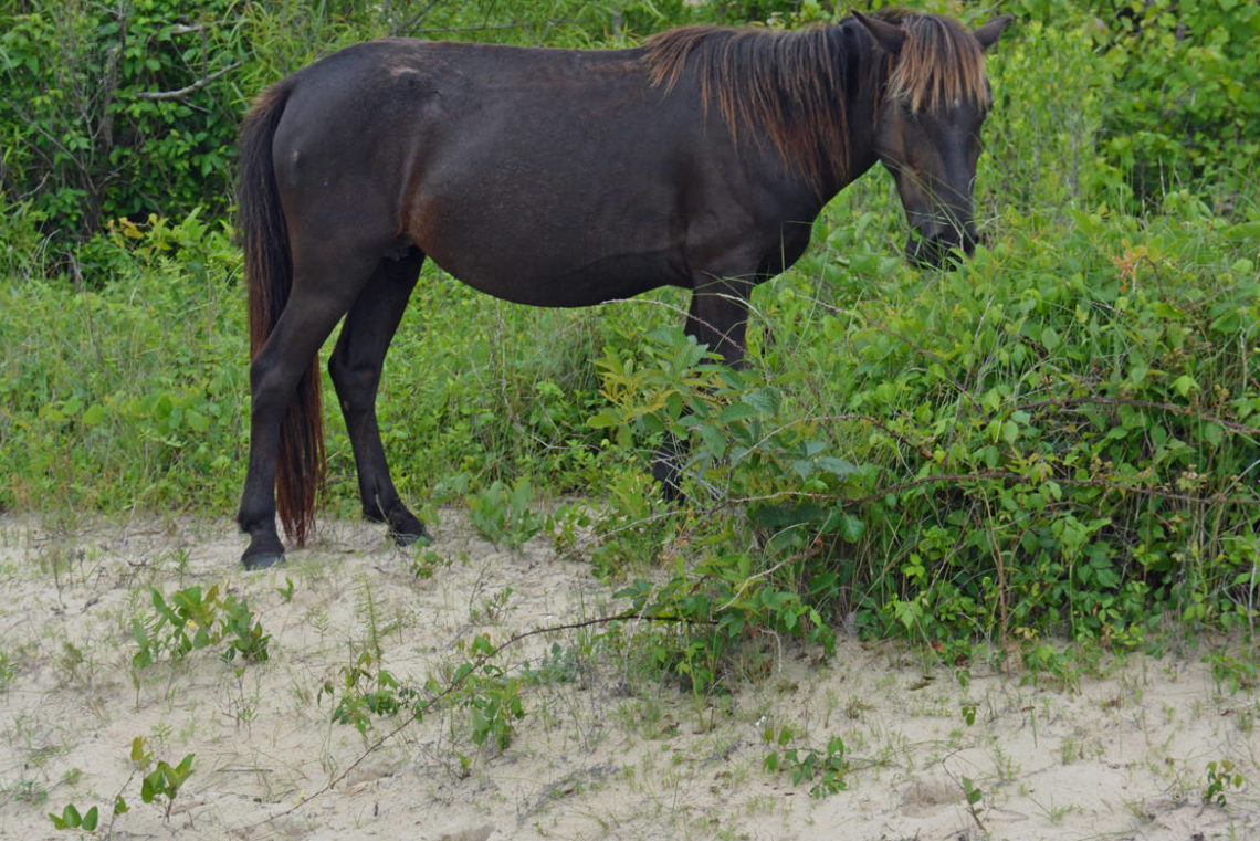 Ocracoke Wild Horses